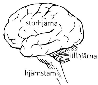 Illustration av hjärnan med storhjärna, lillhjärna och hjärnstam. 