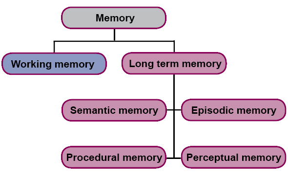 Memory divided in working memory and long-term memory